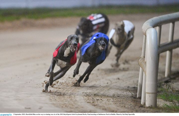 Tomahurra Scar edges Millpark Molly after big battle at Enniscorthy greyhound stadium