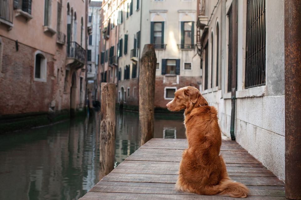 Italy has a warm welcome for dogs