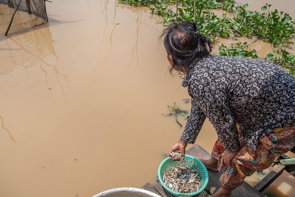 A woman collects small fish in the floating village