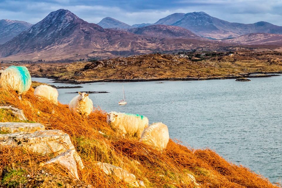 March: The Locals, Connemara, Co. Galway by Jim Brennan. Photo with thanks to Trident Holiday Homes.