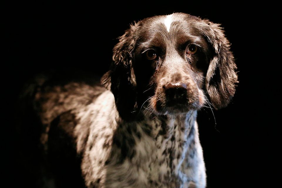 A new Dogs Trust campaign is highlighting the plight of mums living in poor conditions on puppy farms, like this rescued springer spaniel. Photo: ©Fran Veale