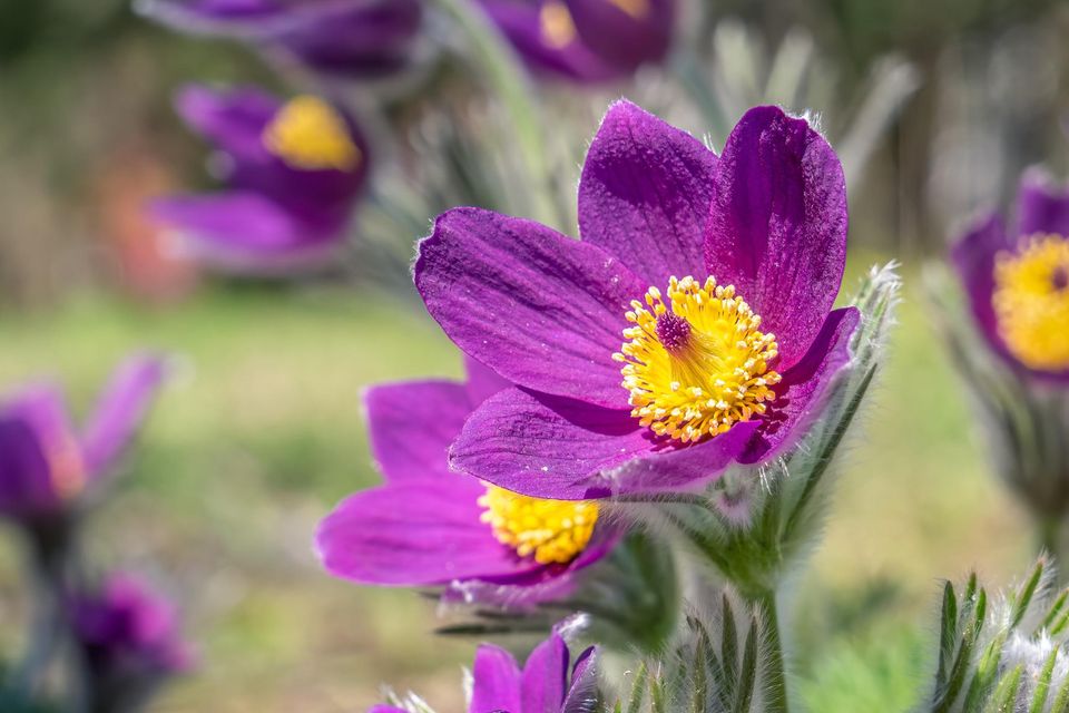 Pulsatilla vulgaris or the Pasque flower
