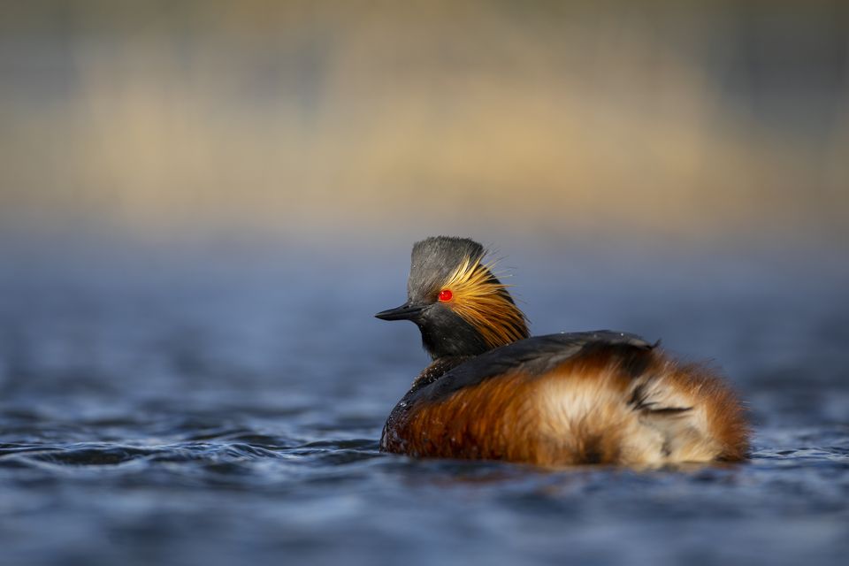 A Black-necked Grebe swimming on a lake at RSPB St Aidan’s Nature Park, West Yorkshire (Ben Andrew/RSPB)