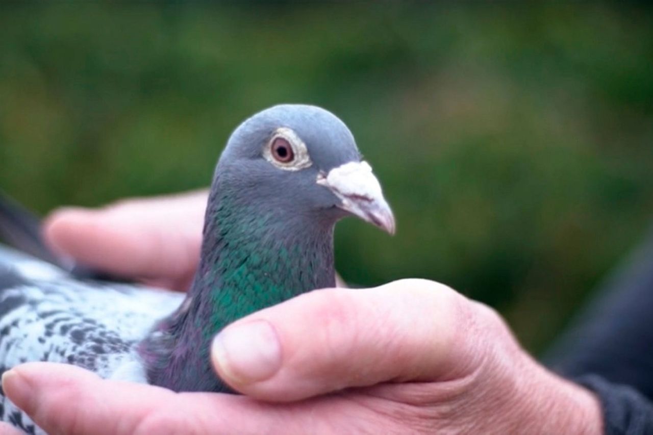 'This is the Messi of pigeons' - Armando the racing pigeon sells for ...