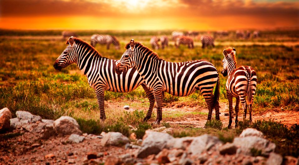 Zimbabwe: Zebras herd at sunset. Photo: Deposit