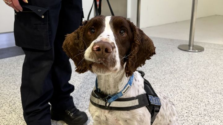 ‘We pay them with a ball’ – meet Revenue’s lovable service dogs that pay their way to tune of €100m a year