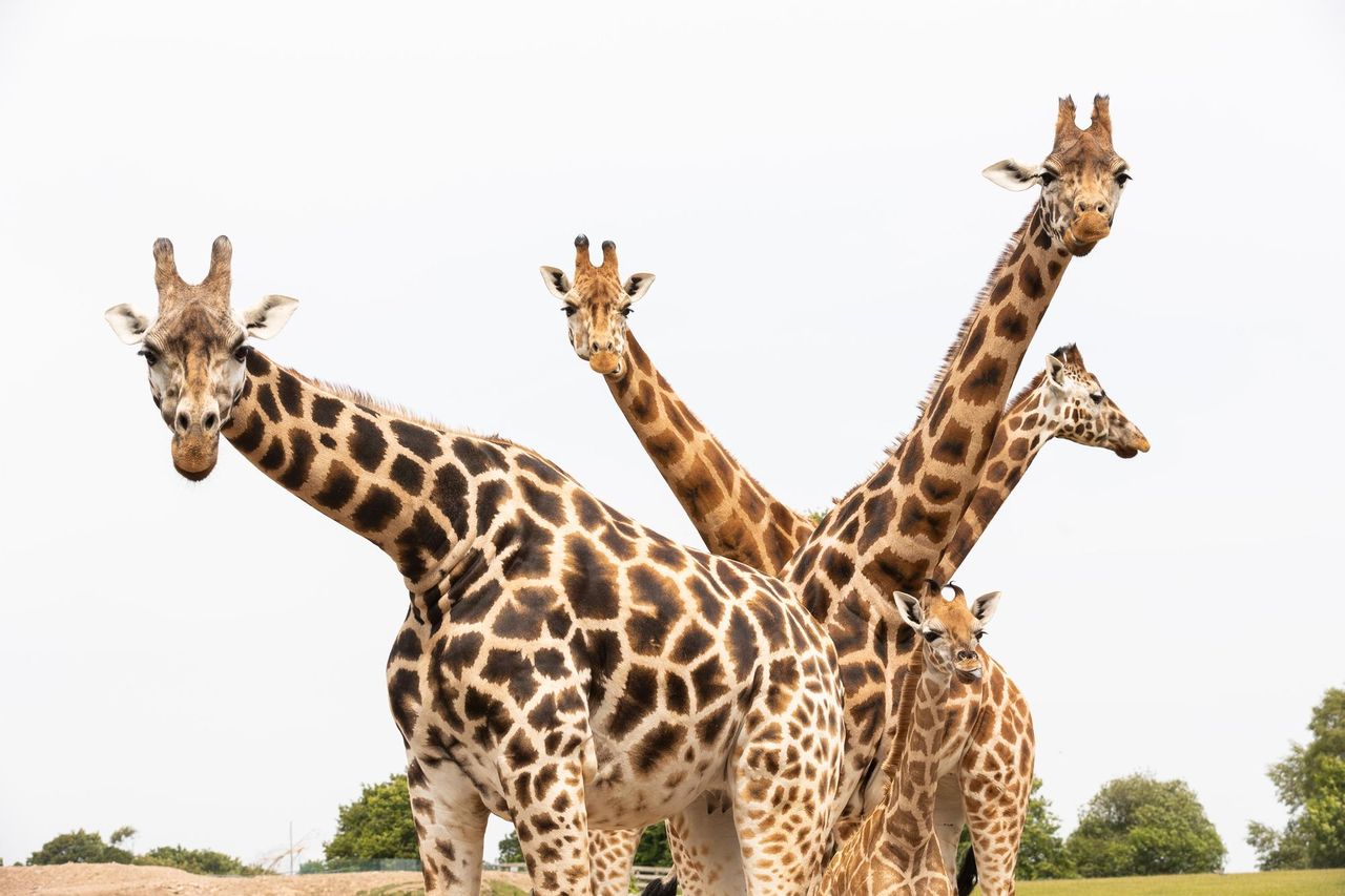 Baby giraffe born at Fota as wildlife park celebrates 40th anniversary