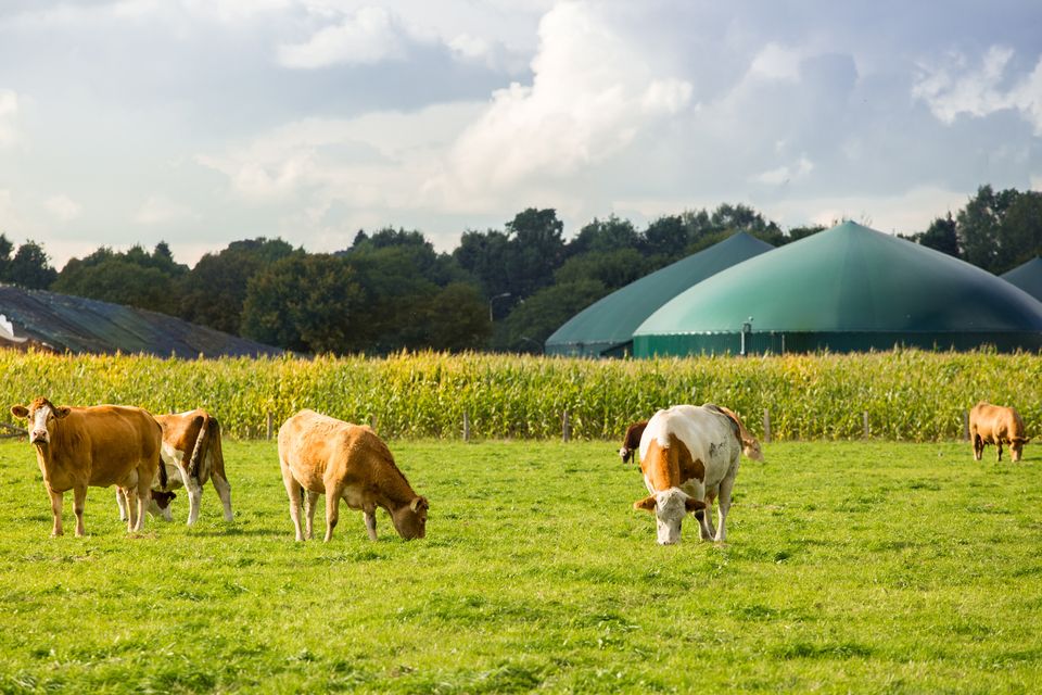 Teagasc research shows that agriculture will be an important source of feedstock for biomethane production in Ireland. Photo: Getty