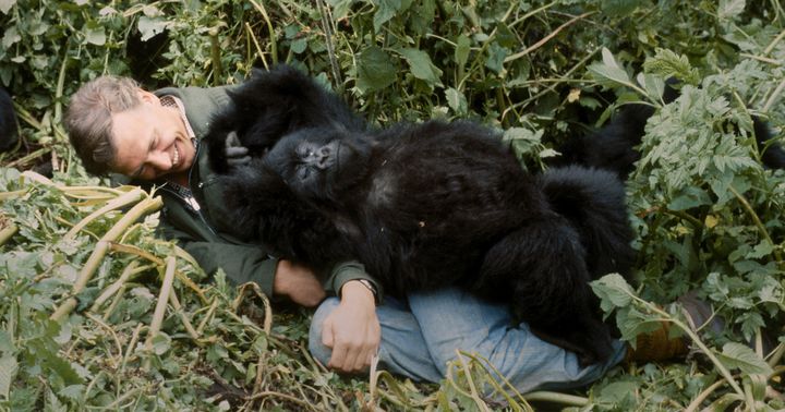 ‘I will never forget Pablo’ – David Attenborough revisits the most famous moment of his TV career in ‘A Gorilla Story’