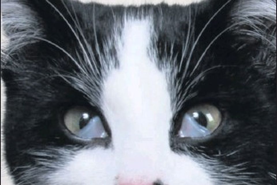 Cat eye syndrome' makes eyes look feline