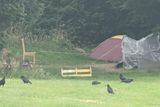 thumbnail: Tents at the Raheen Park area, near Bray Head. thumbnail: Tents at the Raheen Park area, near Bray Head.