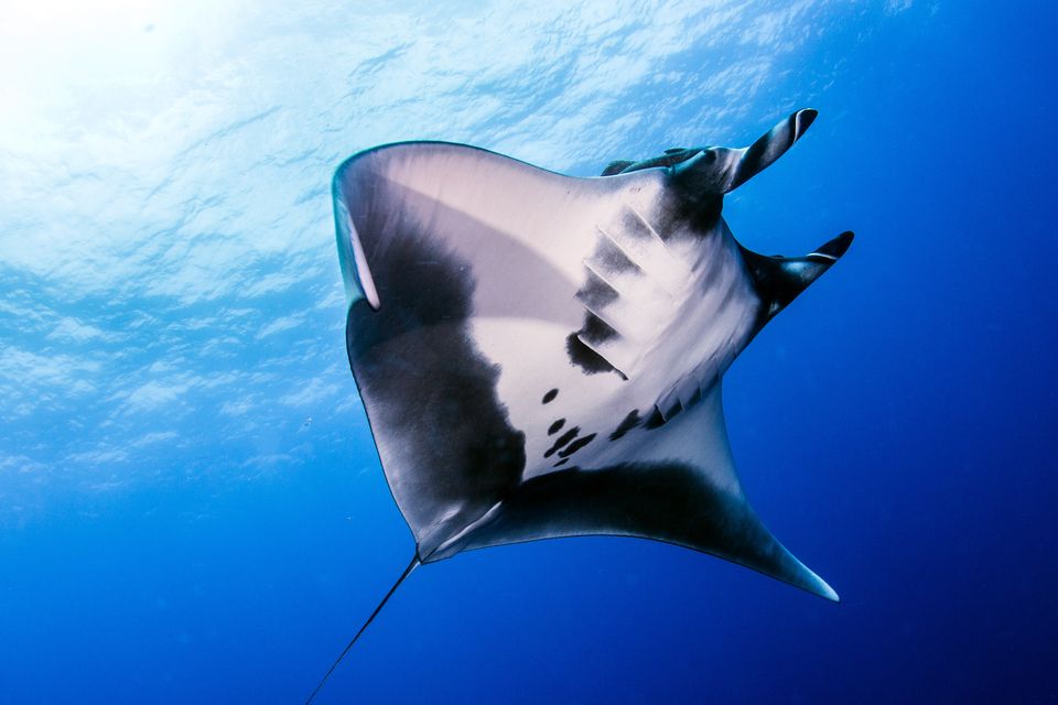 Reef manta ray usually live in coastal waters (Divepic/Getty images/PA)