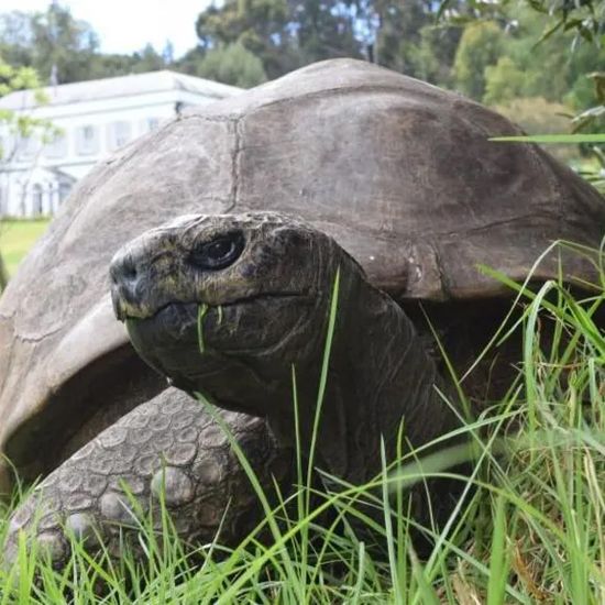 Don’t worry, Jonathan the tortoise is still alive at 193 – news of his death was part of ‘crypto con’