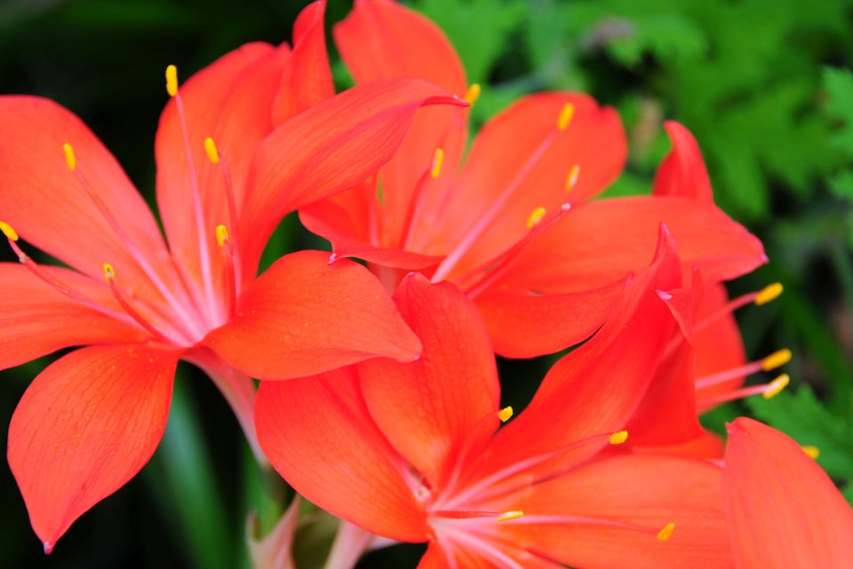 The flowering period for the fire lily is a mere three weeks long