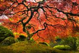 thumbnail: Japanese maples make excellent specimens in front gardens