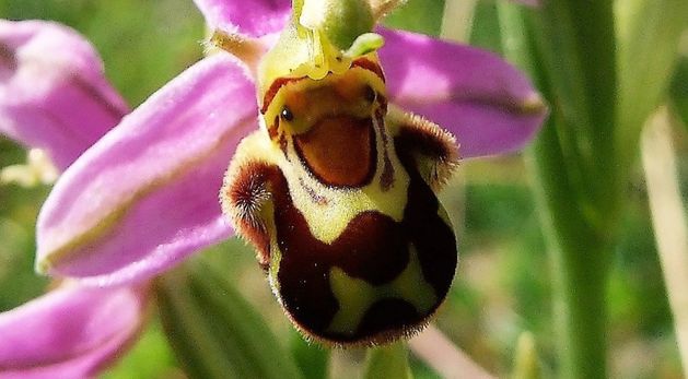 Bee Orchid's Mimicry A True Wonder Of Nature | Irish Independent