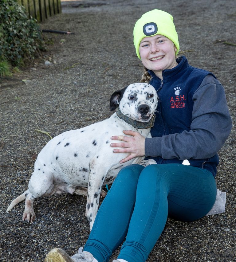 Dalmatian sales dog rescue