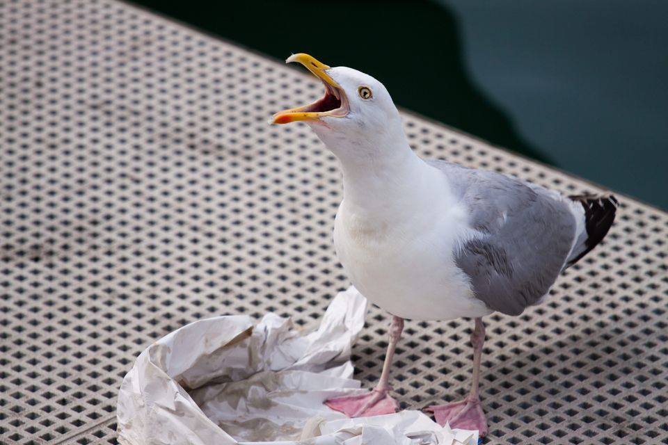 A seagull in search of fish and chips.