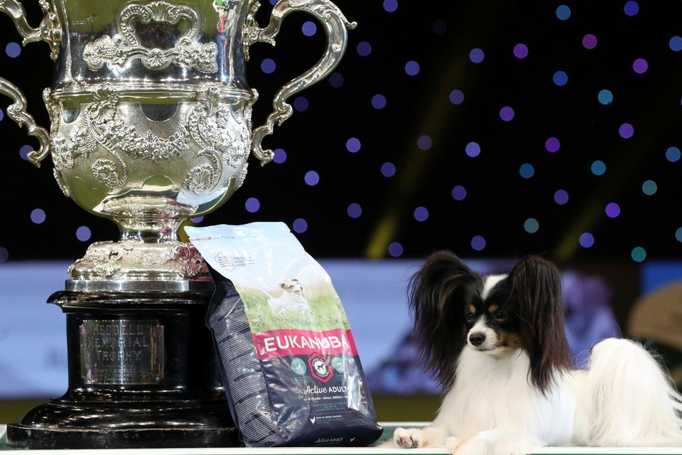 Date of crufts sales 2019