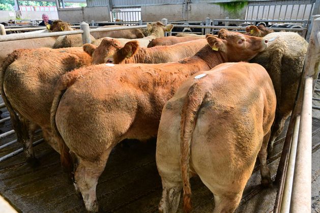 Continental prices slide as market correction deepens