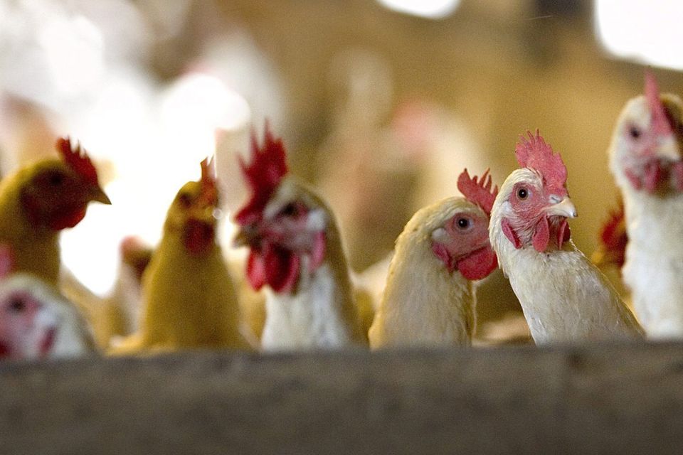 Most of those infected have been in close contact with poultry or poultry markets. (Stock picture)