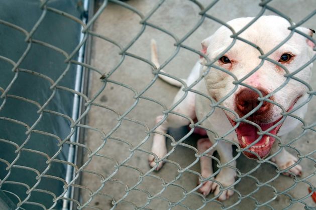Pit bull-type dog that mauled woman in Cork was ‘beloved family pet’