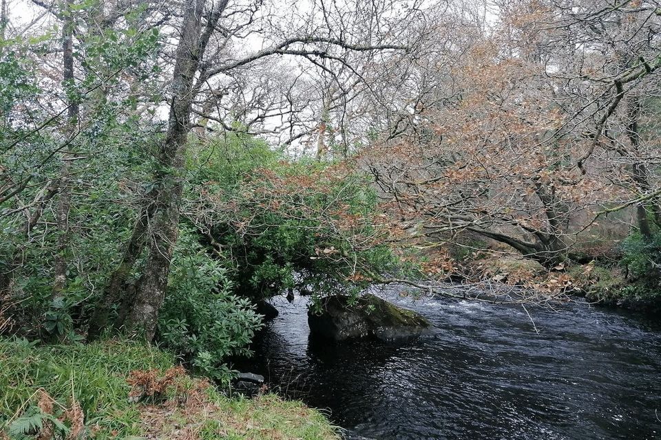 Wicklow rivers info night, ‘Walk and Talk’ and Tidy Towns raffle ...