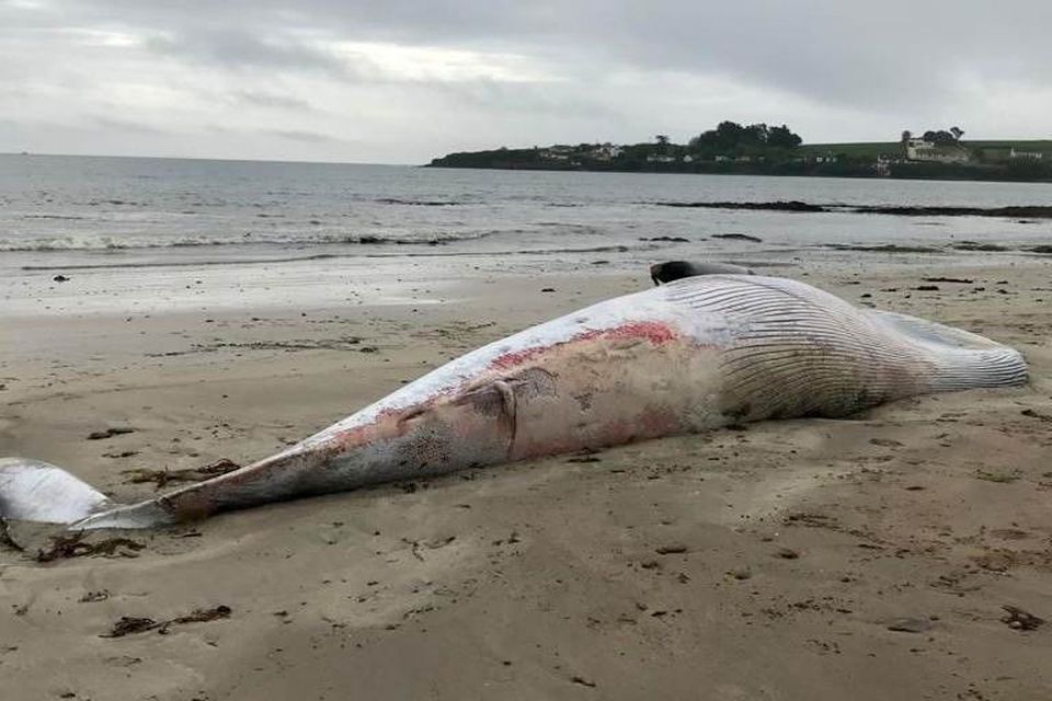 The 18ft Minke Whale which washed up twice on the south west Wexford coast over recent weeks.