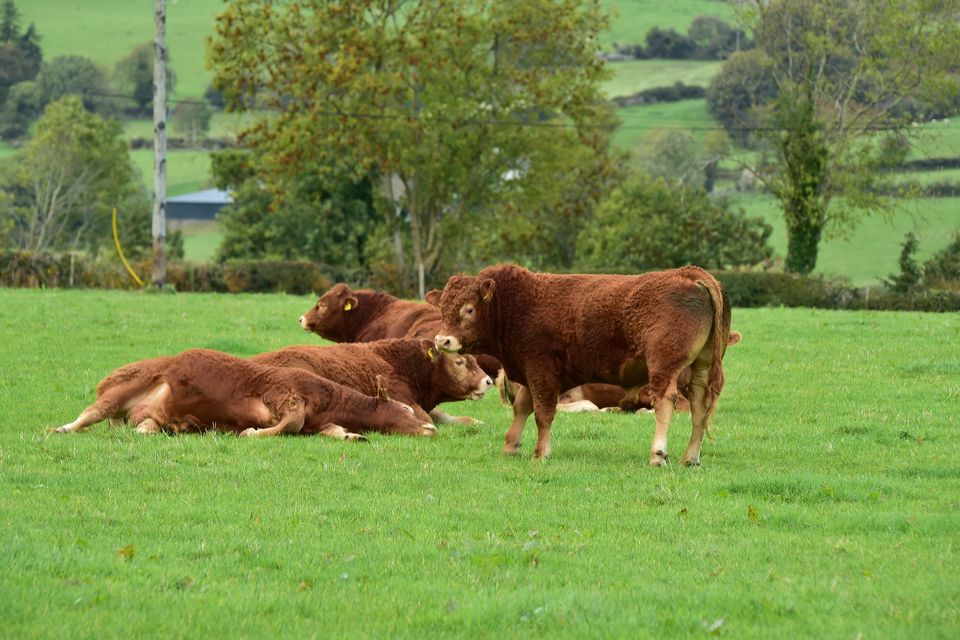 Sizeable issue: ‘At a certain stage farmers were brainwashed to believe that bigger was better when it comes to cattle’. Photo: Roger Jones