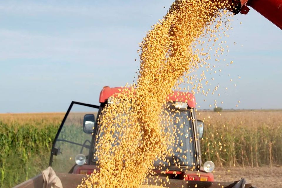 Grain auger of combine pouring soy bean into tractor trailer