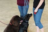 thumbnail: Dog obedience school