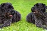 thumbnail: Michael Collins kept Kerry Blue Terriers as pets and wanted the breed named as Ireland's national dog.
