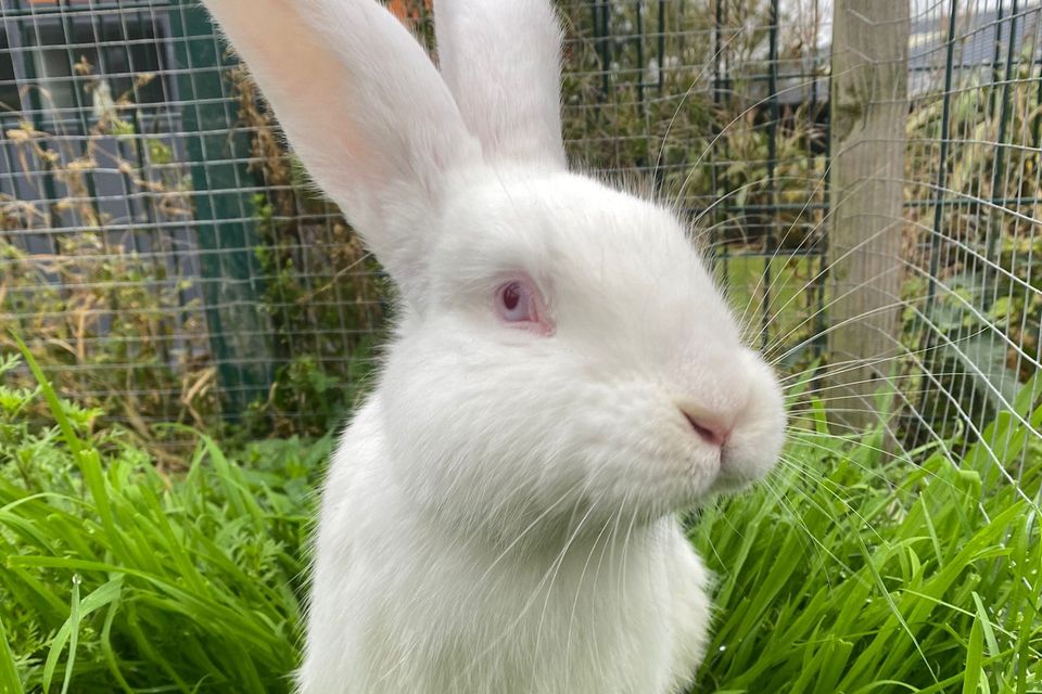 A woman saved Cracker from the canal after he was thrown in by a gang of youths