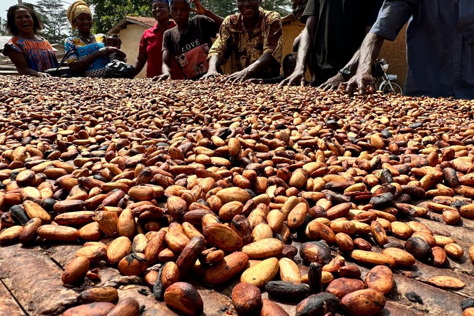 Fermented cocoa beans are dried by villagers on a table in Ghana. Photo: Christina Peters via Getty Images