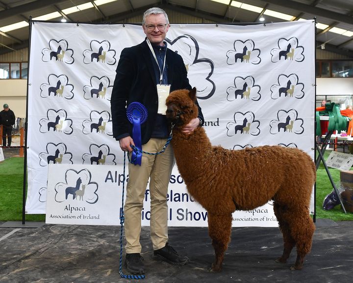 Kerry man proud of his charming alpacas’ fine performances at national show
