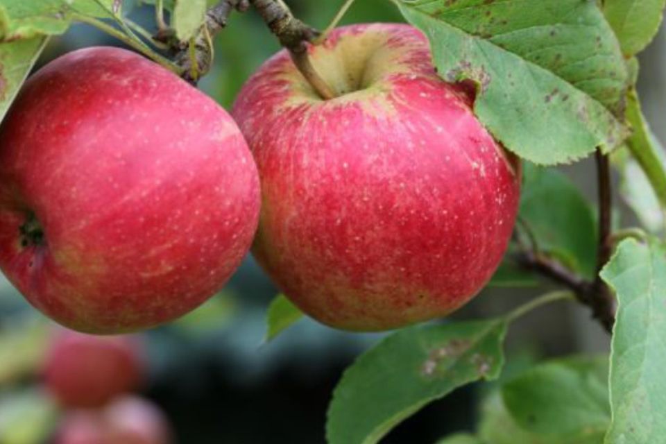 Fruit in Focus  Red Delicious - Fruit Salad Trees