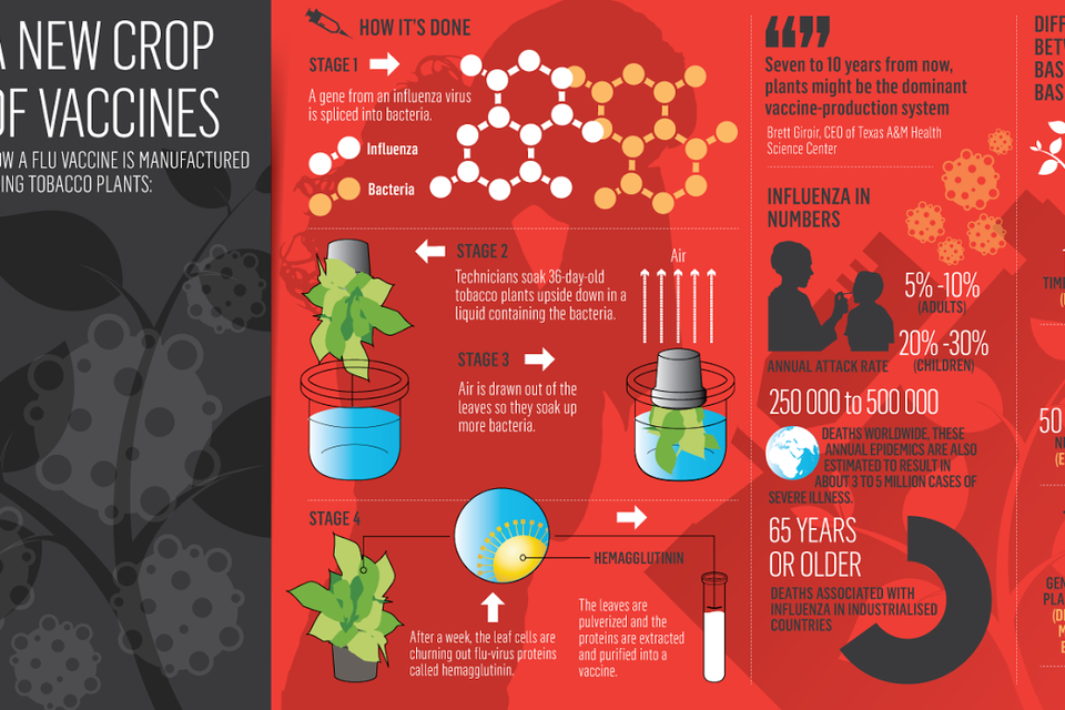 tomato tobacco disease Tomato viruses