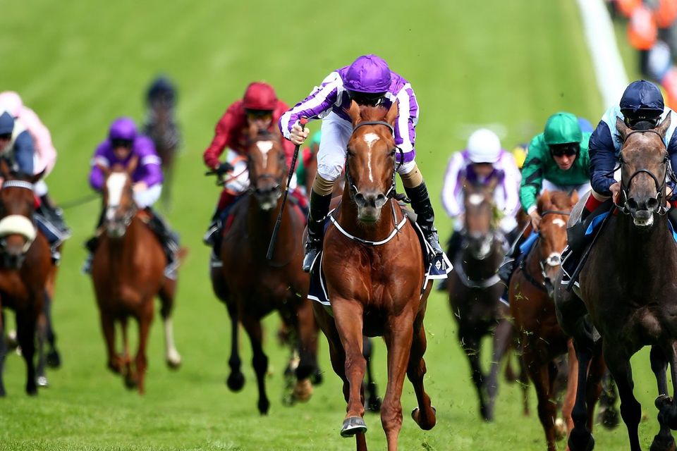Australia (C) and Joseph O'Brien can confirm their Epsom derby superiority over Kingston Hill at the Curragh