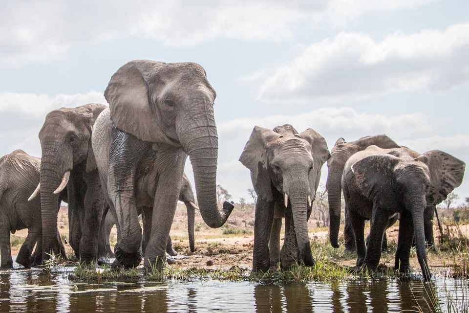 Elephants: Photo: Getty