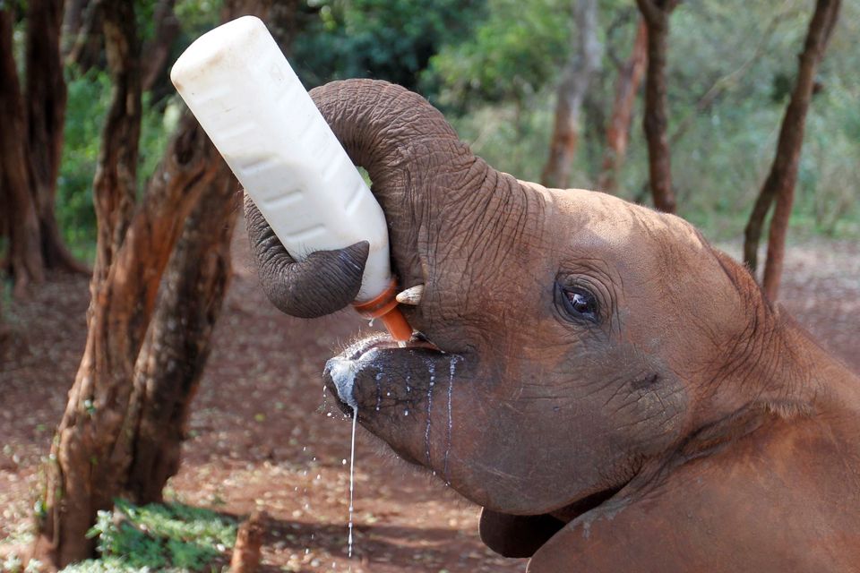 The Scourge of the Disposable Diaper in Rural Kenya - The Elephant