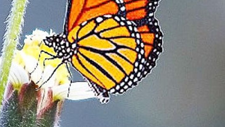 Mexico's monarch butterflies are falling victim to a real-life