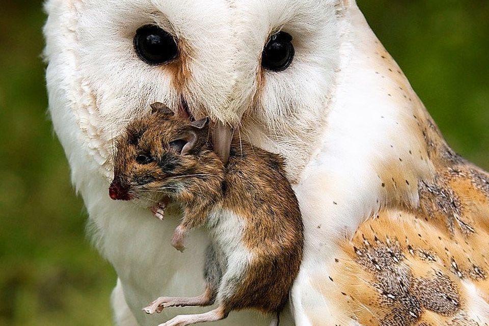 field mouse and owl