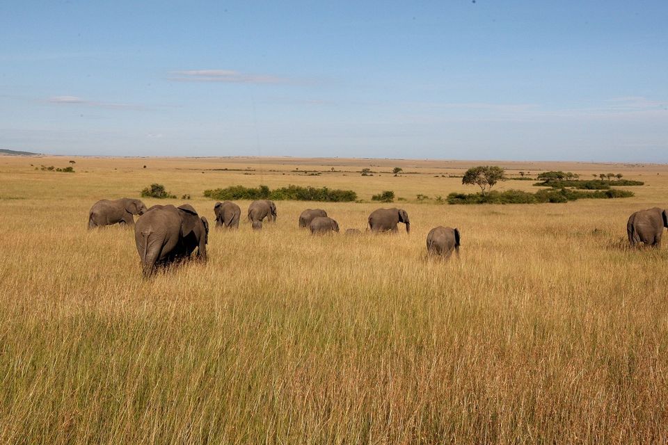 Rangers are hunting poachers who killed six elephants.