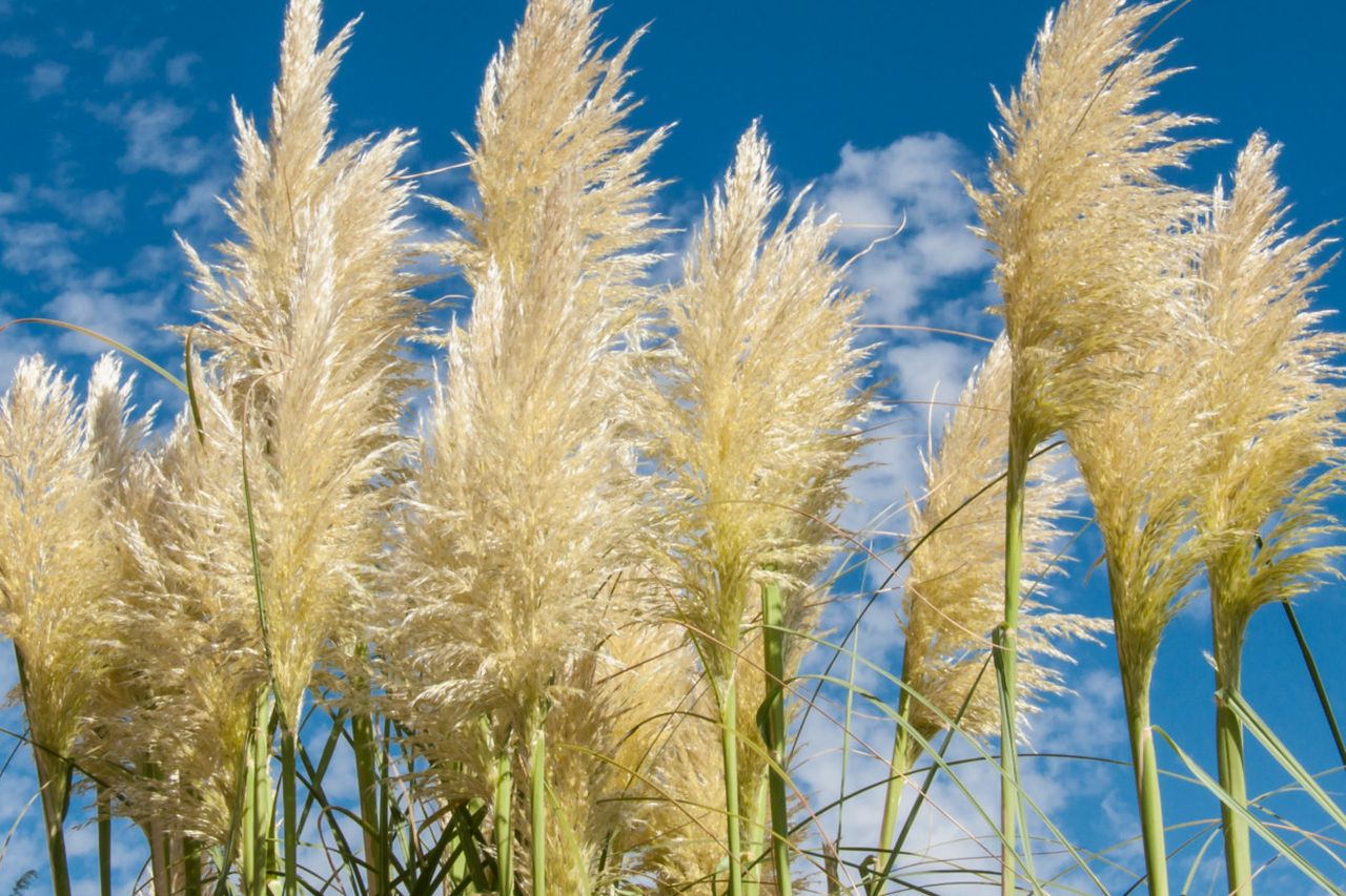 Diarmuid Gavin: How Ornamental Grasses Can Bring Life To Your Garden 