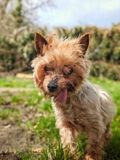 Ash Animal Rescue just found 17-year-old Tigger a new home.