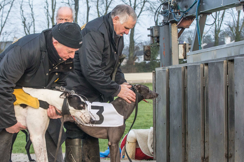 Loading dogs into the stalls as Kilkenny Racetrack introduced morning racing yesterday