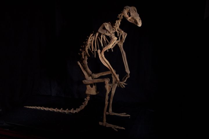 Bizarre new giant kangaroo fossils discovered in Australia