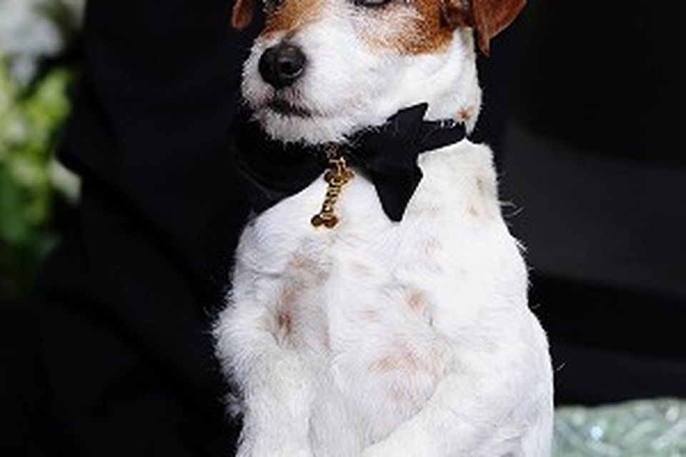 Uggie stars in Peta ad for adoption | Independent.ie