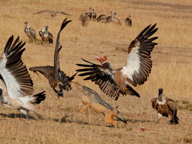 Vultures are 'eyes in the sky' for hungry hyenas and jackals | Irish 