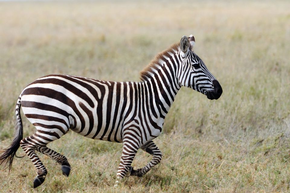 The female zebra was on the run for six days before being captured. Photo: Getty/Stock image